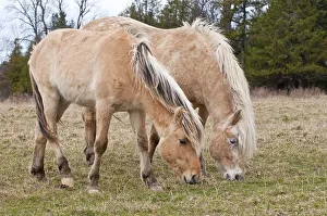 <b class=qtipBold><figcaption>Fjord Horses</figcaption></b><br>Two Fjord horses are grazing side by side in the early spring field. green shoots are just showing in the brown autumn grass.<br><em>© Copyright 2012 Michael Cummings</em> Fjord Horses
