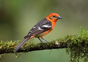 Flame-colored Tanager (Piranga bidentata) male, Costa Rica Flame-colored Tanager (Piranga bidentata) male, Costa Rica