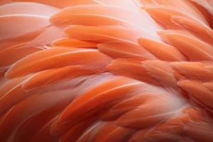 <b class=qtipBold><figcaption>Flamingo</figcaption></b><br>Close up of flamingo feather.<br><em>© 2009 Thomas Zöhrer</em> Flamingo