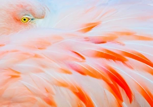 <b class=qtipBold><figcaption>Flamingo</figcaption></b><br>Close up of flamingo at the North Carolina Zoo.<br><em>© Tom Winstead</em> Flamingo