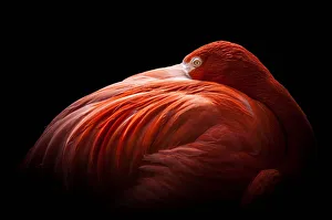 <b class=qtipBold><figcaption>Flamingo</figcaption></b><br>Flamingo Wading Bird, 170083779<br><em>© Justin Lo</em> Flamingo
