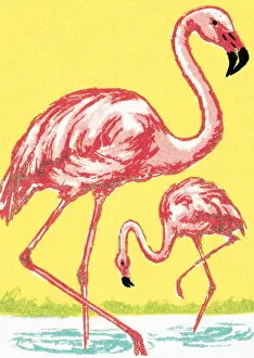 Images Dated 29th August 2003: Flamingo