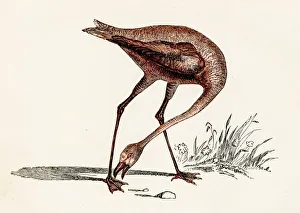 <b class=qtipBold><figcaption>Flamingo bird engraving 1851</figcaption></b><br>The Natural History of the Sacred Scriptures, By W. Bicknell, Tallis 1851 - London<br><em>© This content is subject to copyright.</em> Flamingo bird engraving 1851