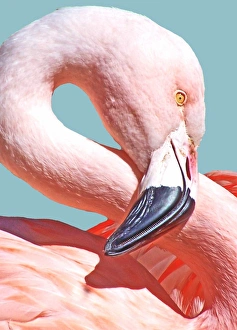 <b class=qtipBold><figcaption>Flamingo Figure 8</figcaption></b><br>Flamingo is a type of wading bird in the family Phoenicopteridae<br><em>© copyright 2007 Nikki O'Keefe</em> Flamingo Figure 8
