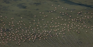 Flamingo flock, Pink Flamingos -Phoenicopterus roseus-, above the low water, Saintes-Maries-de-la-Mer, Camargue Flamingo flock, Pink Flamingos -Phoenicopterus roseus-, above the low water, Saintes-Maries-de-la-Mer, Camargue