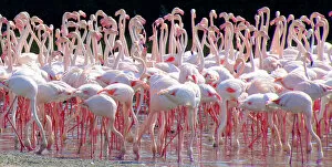 Wading Gallery: Flamingo flock, Ras al Khor Sanctuary, Dubai