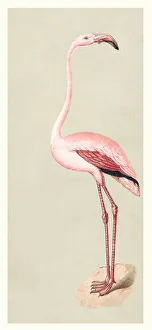 <b class=qtipBold><figcaption>Flamingo illustration 1888</figcaption></b><br>Illustrated Natural History of the Three Kingdoms Illustrierte Naturgeschichte der drei Reiche Franz StrA€ssles - Wilhelm Nitzschke, Stuttgart 1888<br><em>© Roberto A Sanchez</em> Flamingo illustration 1888