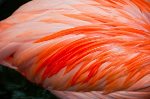 <b class=qtipBold><figcaption>Flamingo Pink</figcaption></b><br>Pink Plumage of a Flamingo<br><em>© 2013</em> Flamingo Pink