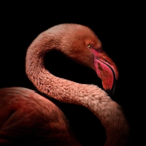 <b class=qtipBold><figcaption>Flamingo portrait</figcaption></b><br>A profile portrait of a flamingo on black background.<br><em>© 2012 Christian Meermann</em> Flamingo portrait