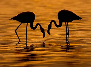 <b class=qtipBold><figcaption>Flamingo Wading Bird</figcaption></b><br>Fine Art Storehouse Nature & Wildlife: Flamingo Wading Bird<br><em>© RussellBurden</em> Flamingo Wading Bird