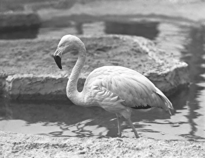 <b class=qtipBold><figcaption>Flamingo wading in water, (B&W)</figcaption></b><br><em>© This content is subject to copyright.</em> Flamingo wading in water, (B&W)