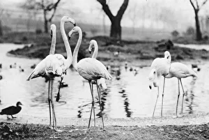 <b class=qtipBold><figcaption>Flamingoes</figcaption></b><br>February 1907: A group of flamingoes on a river bank who have just awoken from sleeping on one leg. (Photo by Topical Press Agency/Getty Images) Flamingoes