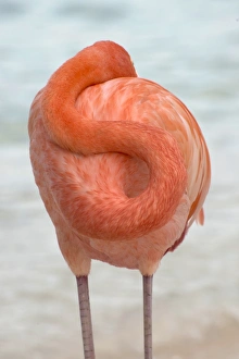 <b class=qtipBold><figcaption>Flamingos in Flamingos Beach. Aruba</figcaption></b><br>Flamingos in Flamingos Beach a private island in Aruba<br><em>© This content is subject to copyright.</em> Flamingos in Flamingos Beach. Aruba