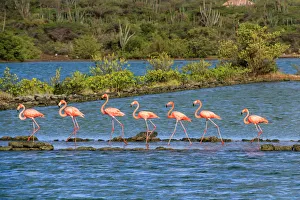 <b class=qtipBold><figcaption>Flamingos at Jan Kok, Curacao</figcaption></b><br>Flamingos walking in a line at Jan Kok, CuraA§ao.<br><em>© 2013 Frans Sellies</em> Flamingos at Jan Kok, Curacao