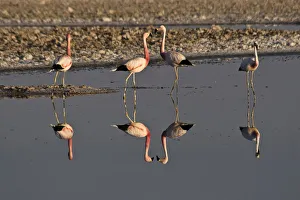 Flamingos (Phoenicopteridae), San Pedro de Atacama, Atacama Desert, Chile, South America Flamingos (Phoenicopteridae), San Pedro de Atacama, Atacama Desert, Chile, South America