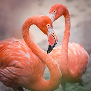 <b class=qtipBold><figcaption>Flamingos in shape of heart</figcaption></b><br>Two flamingos stand perfectly so that their necks form a heart.<br><em>© Copyright 2017 Hillary Kladke</em> Flamingos in shape of heart