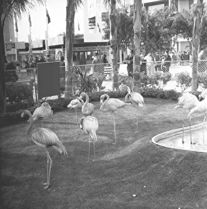 <b class=qtipBold><figcaption>Flamingos in zoo, (B&W)</figcaption></b><br><em>© This content is subject to copyright.</em> Flamingos in zoo, (B&W)
