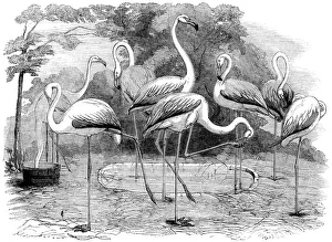 Flamingos in the Zoological Society's Gardens, Illustrated London News Flamingos in the Zoological Society's Gardens, Illustrated London News