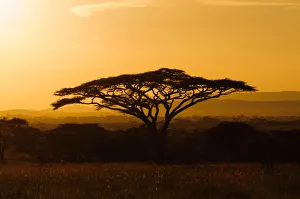 <b class=qtipBold><figcaption>Flat-Top Acacia</figcaption></b><br>Serengeti, Tanzania<br><em>© Altai World Photography</em> Flat-Top Acacia