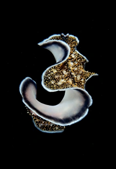 <b class=qtipBold><figcaption>Three</figcaption></b><br>Flat worm underwater in close up against black background.<br><em>© Andrey Narchuk</em> Three