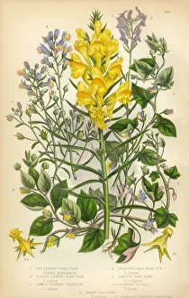 Flax, Toad Flax, Linaria, Fluellin, Victorian Botanical Illustration Flax, Toad Flax, Linaria, Fluellin, Victorian Botanical Illustration