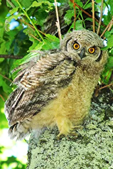 An almost fledged Spotted Eagle Owl, Bubo africanus, standing on a tree branch with its An almost fledged Spotted Eagle Owl, Bubo africanus, standing on a tree branch with its