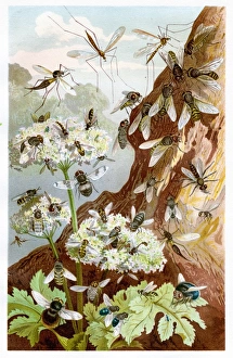 <b class=qtipBold><figcaption>Flies Chromolithograph 1884</figcaption></b><br>Brehms Thierleben (Tierleben). Allgemeine Kunde des Thierreichs. Vierte Abtheilung - Wirbellofe Thiere. Leipzig Verlag, 1884.<br><em>© This content is subject to copyright.</em> Flies Chromolithograph 1884
