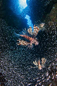 <b class=qtipBold><figcaption>Flight</figcaption></b><br>Lionfish hunting at horde of glass-fish, Dahab canyon.<br><em>© Andrey Narchuk</em> Flight
