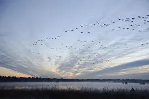 Flock of birds flying over a marsh in the morning, Tiste Bauernmoor, Burgsittensen, Lower Saxony, Germany Flock of birds flying over a marsh in the morning, Tiste Bauernmoor, Burgsittensen, Lower Saxony, Germany