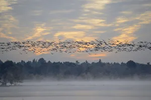 Flock of birds flying over wetlands in the morning, Tiste Bauernmoor, Burgsittensen, Lower Saxony, Germany Flock of birds flying over wetlands in the morning, Tiste Bauernmoor, Burgsittensen, Lower Saxony, Germany