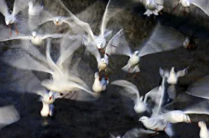 Flock of black-headed gulls -Larus ridibundus- Flock of black-headed gulls -Larus ridibundus-