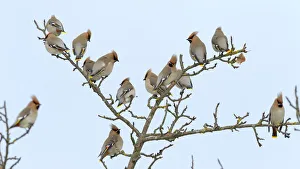 Flock of Bohemian Waxwings -Bombycilla garrulus- resting on an apple tree, Swabian Flock of Bohemian Waxwings -Bombycilla garrulus- resting on an apple tree, Swabian