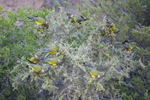 Flock of Burrowing Parrots or Burrowing Parakeets -Cyanoliseus patagonus- on a bush Flock of Burrowing Parrots or Burrowing Parakeets -Cyanoliseus patagonus- on a bush