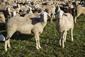 Flock of sheep, domestic sheep -Ovis orientalis aries-, Swabian Alb, Baden-Wuerttemberg Flock of sheep, domestic sheep -Ovis orientalis aries-, Swabian Alb, Baden-Wuerttemberg
