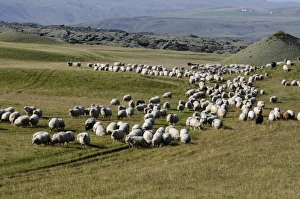 Flock of sheep on a green meadow or pasture, bringing down sheep in Kirkjubaejarklaustur Flock of sheep on a green meadow or pasture, bringing down sheep in Kirkjubaejarklaustur