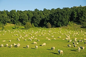 Flock of sheep in the Southern Alps, South Island, New Zealand Flock of sheep in the Southern Alps, South Island, New Zealand