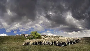 Flock of sheep with storm clouds in the Altmuehltal nature park near Obereichstaett Flock of sheep with storm clouds in the Altmuehltal nature park near Obereichstaett