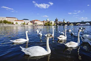Flock of swans in Vltava River with Charles Bridge at the background, Prague Flock of swans in Vltava River with Charles Bridge at the background, Prague