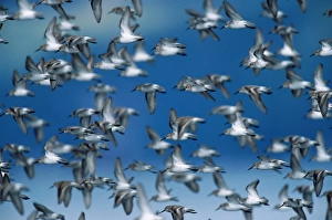 Flock of western sandpipers migrating to breed in Arctic Flock of western sandpipers migrating to breed in Arctic