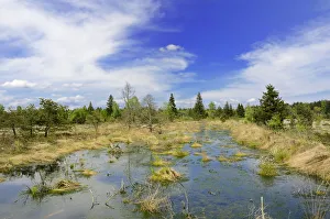 Flooded bog with Peat Moss -Sphagnum sp.- and dead pines Flooded bog with Peat Moss -Sphagnum sp.- and dead pines