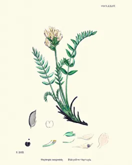 <b class=qtipBold><figcaption>Flora, Oxytropis campestris</figcaption></b><br>Vintage engraving of Oxytropis campestrisi, Pale yrellow Oxytropis. English Botany, John T Bosell, 1864.<br><em>© Copyright of Duncan P Walker</em> Flora, Oxytropis campestris