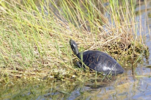 Florida redbelly turtle, Pseudemys nelsoni, sunning itself on a creek bank. Everglades National Park, Florida, USA Florida redbelly turtle, Pseudemys nelsoni, sunning itself on a creek bank. Everglades National Park, Florida, USA