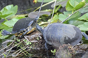 Two Florida redbelly turtles, Pseudemys nelsoni, sunning themselves on a creek bank Two Florida redbelly turtles, Pseudemys nelsoni, sunning themselves on a creek bank