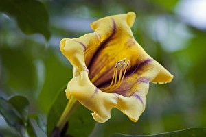 Flower, Cup of Gold Vine or Golden Chalice Vine -Solandra maxima-, Wilhelma, Stuttgart Flower, Cup of Gold Vine or Golden Chalice Vine -Solandra maxima-, Wilhelma, Stuttgart