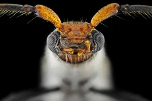<b class=qtipBold><figcaption>Flower Longhorn Beetle</figcaption></b><br>Insects On Earth, 486688689<br><em>© Donald Jusa</em> Flower Longhorn Beetle
