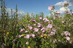 Flower meadow, Allgaeu, Bavaria, Germany, Europe Flower meadow, Allgaeu, Bavaria, Germany, Europe