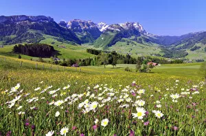 High Mountain Range Gallery: Flower meadow in the Appenzell region, with views of the Alpstein massif with Mt Santis