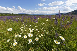 Flower meadow with Daisies -Leucanthemum- and Meadow Sage -Salvia pratensis-, Volkermarkt Flower meadow with Daisies -Leucanthemum- and Meadow Sage -Salvia pratensis-, Volkermarkt