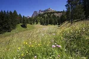 Flower meadow with a rose garden, Passo di Costalunga, South Tyrol, Italy, Europe Flower meadow with a rose garden, Passo di Costalunga, South Tyrol, Italy, Europe