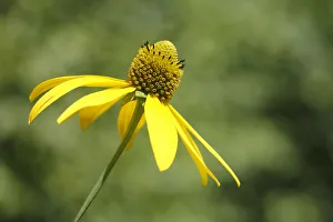 Flower of a Shiny Coneflower -Rudbeckia nitida- Flower of a Shiny Coneflower -Rudbeckia nitida-